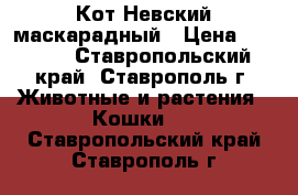 Кот Невский маскарадный › Цена ­ 7 000 - Ставропольский край, Ставрополь г. Животные и растения » Кошки   . Ставропольский край,Ставрополь г.